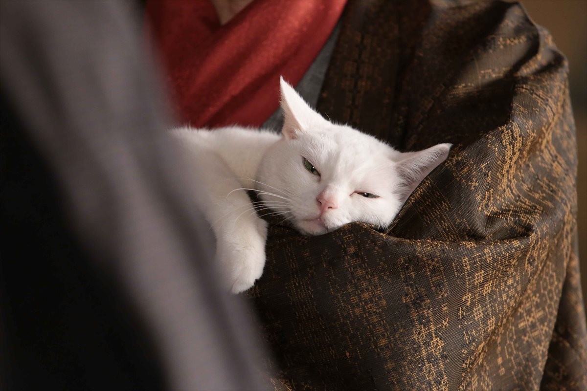 『猫侍』SPドラマDVD化記念、玉之丞の“萌え”写真公開！ 玉之丞に会えるイベントも