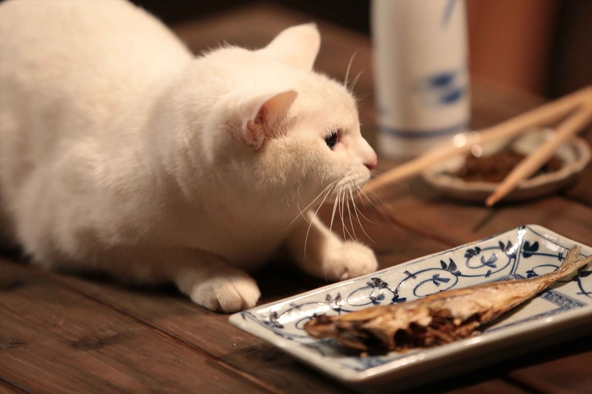 『猫侍』SPドラマDVD化記念、玉之丞の“萌え”写真公開！ 玉之丞に会えるイベントも
