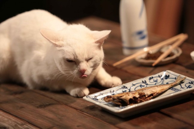 猫侍 玉之丞 江戸へ行く 写真 海外ドラマ情報 クランクイン