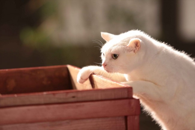 猫侍 玉之丞 江戸へ行く 写真 海外ドラマ情報 クランクイン