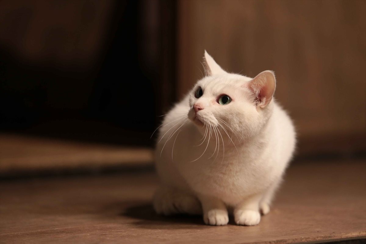 『猫侍』SPドラマDVD化記念、玉之丞の“萌え”写真公開！ 玉之丞に会えるイベントも