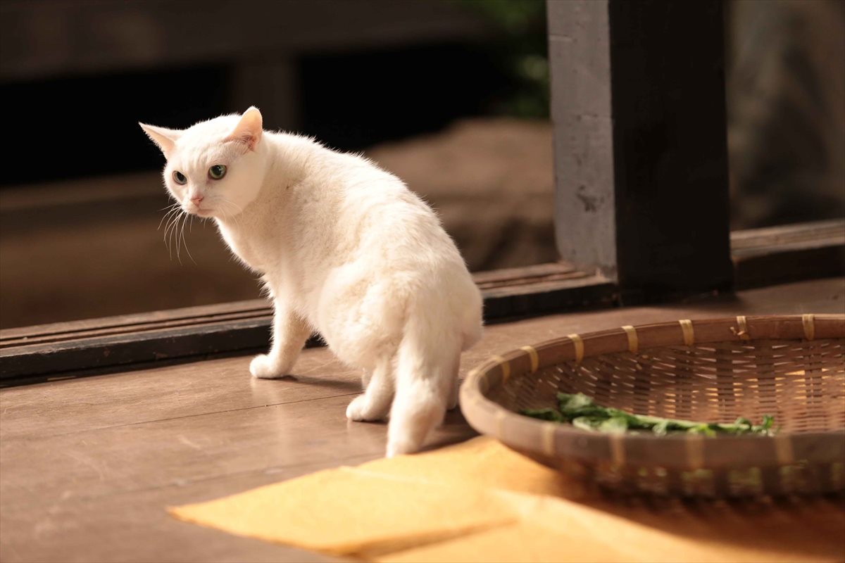 『猫侍』SPドラマDVD化記念、玉之丞の“萌え”写真公開！ 玉之丞に会えるイベントも