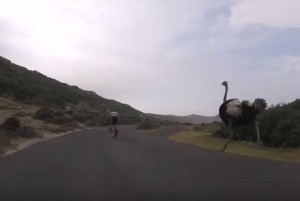 野生のダチョウ、高速自転車レースに突如参戦！ 猛スピードでレーサーと張り合う