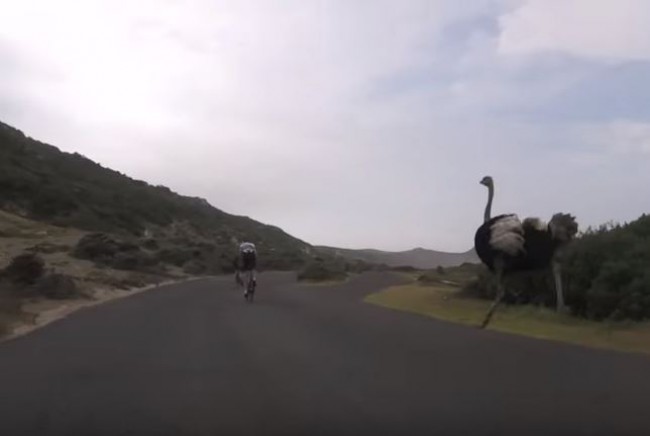 ダチョウが高速自転車レースに突如参戦!