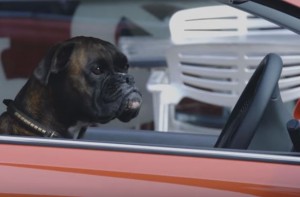 ワンコが縦列駐車を美しくキメる！唖然とする人々　その秘密とは？