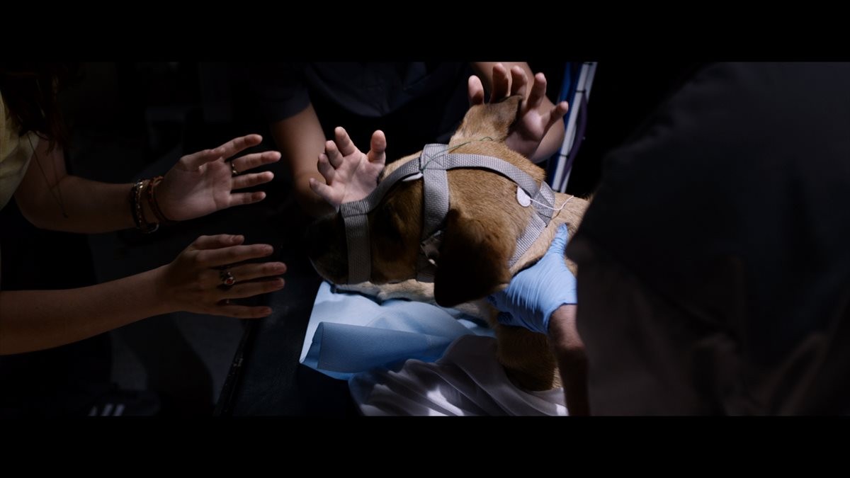 安楽死した犬が生き返る!?　衝撃的な蘇生の瞬間を収めた映像公開
