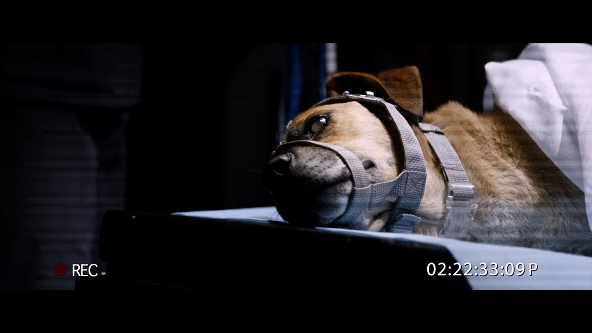 安楽死した犬が生き返る!?　衝撃的な蘇生の瞬間を収めた映像公開