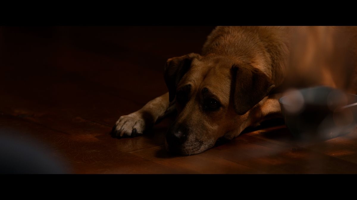 安楽死した犬が生き返る!?　衝撃的な蘇生の瞬間を収めた映像公開
