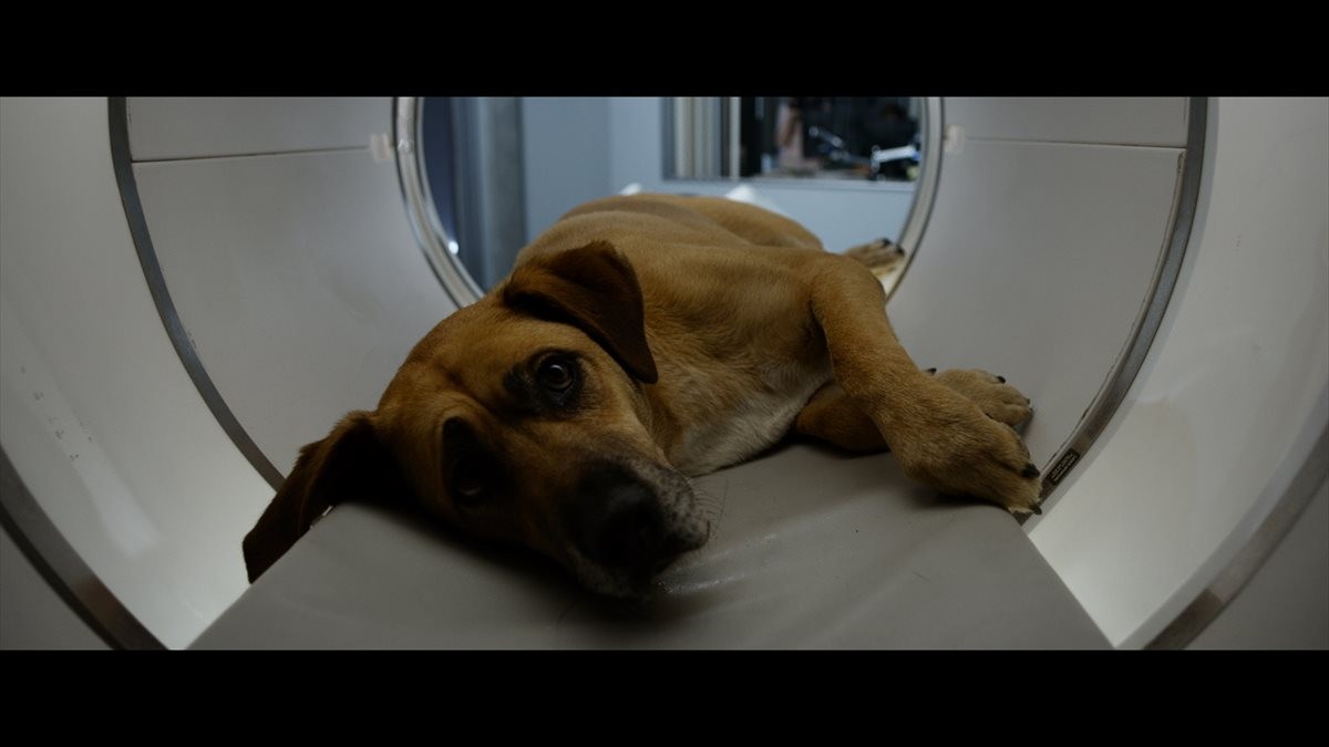 安楽死した犬が生き返る!?　衝撃的な蘇生の瞬間を収めた映像公開