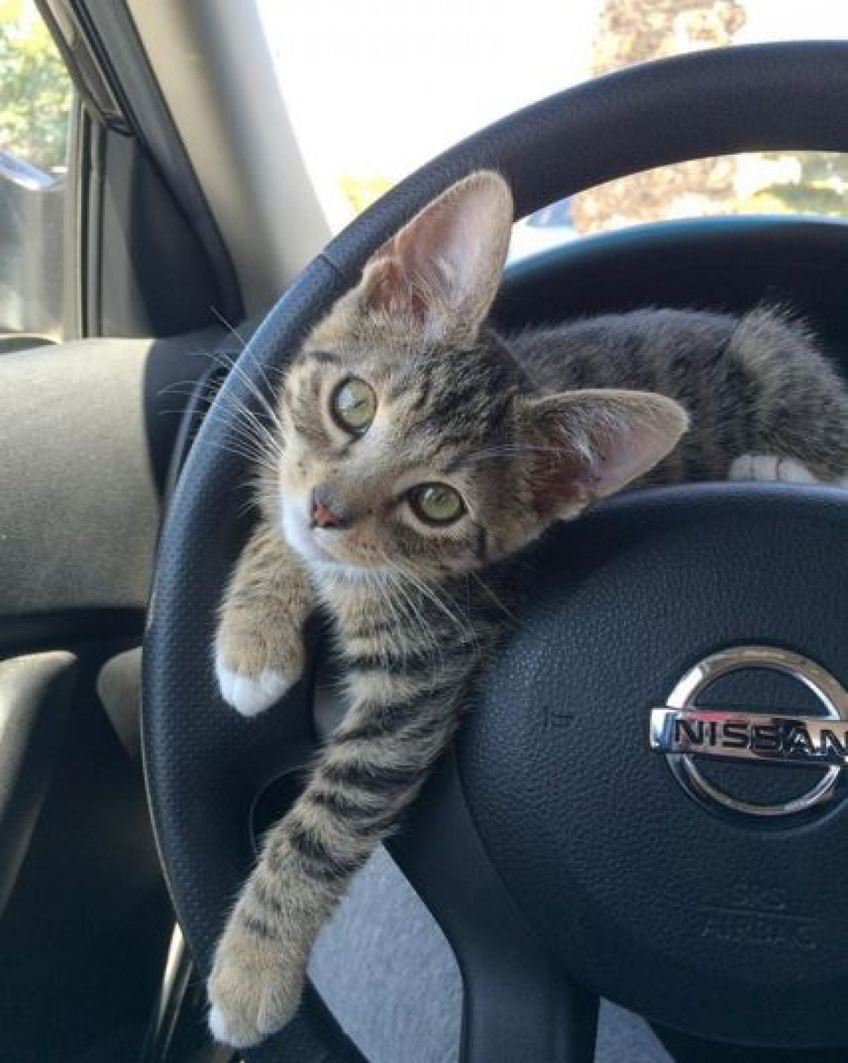 車のダッシュボードでゴロニャン　こんなニャンコと通勤したい！