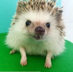 尖った歯がチャームポイントのハリネズミ