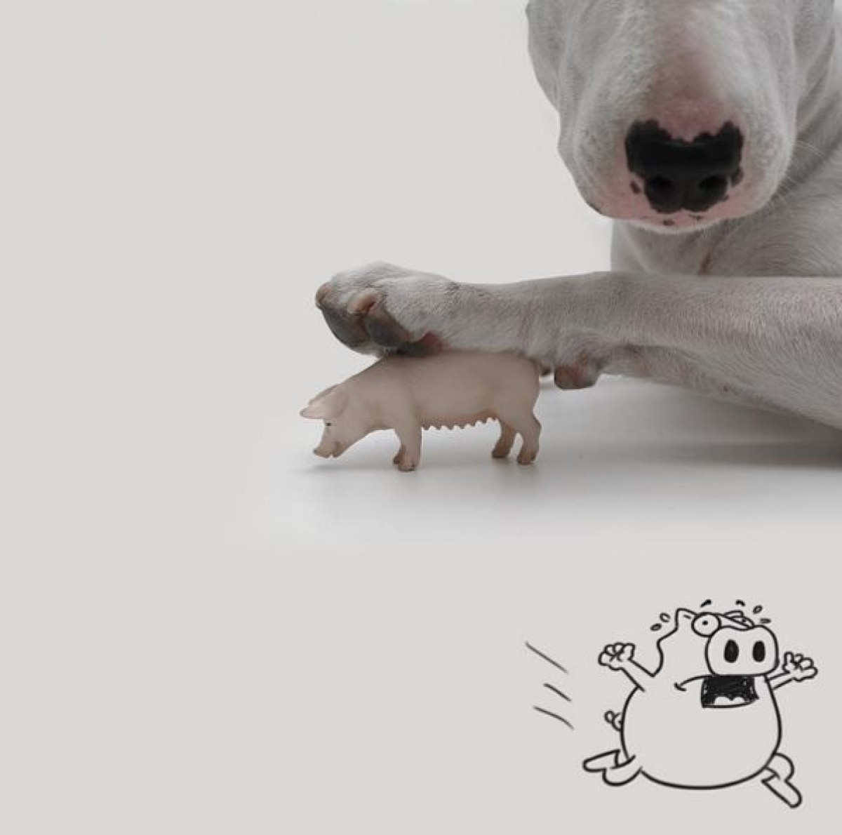 妻が出て行った…残された愛犬とのインスタで前途を開いた男