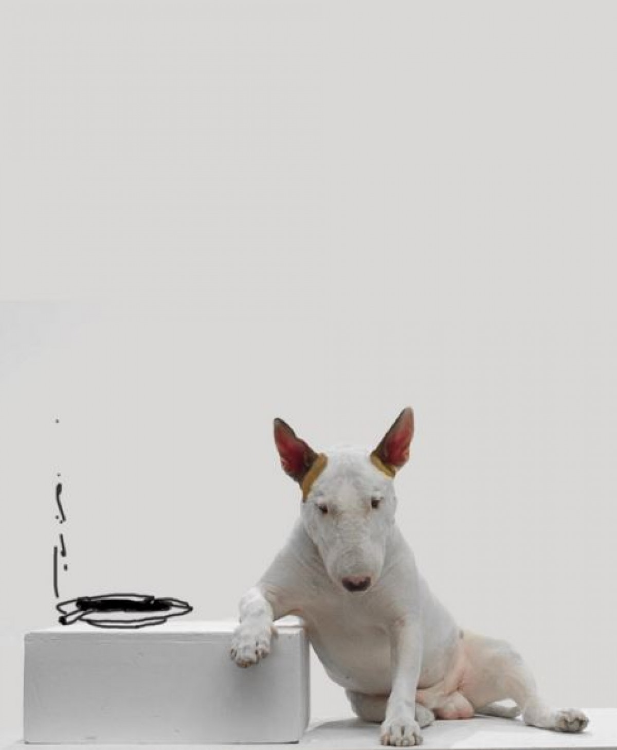 妻が出て行った…残された愛犬とのインスタで前途を開いた男