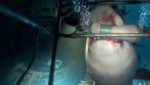 PS VRで誰でも簡単に深海ダイビング体験できる『The Deep （仮）』