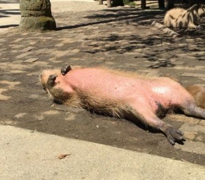 「カピバラだと思います」無防備すぎる寝姿にネット騒然