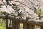 『グーグーだって猫である2 ‐good good the fortune cat‐』グーグーのオフショット