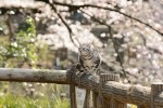 『グーグーだって猫である2 ‐good good the fortune cat‐』グーグーのオフショット