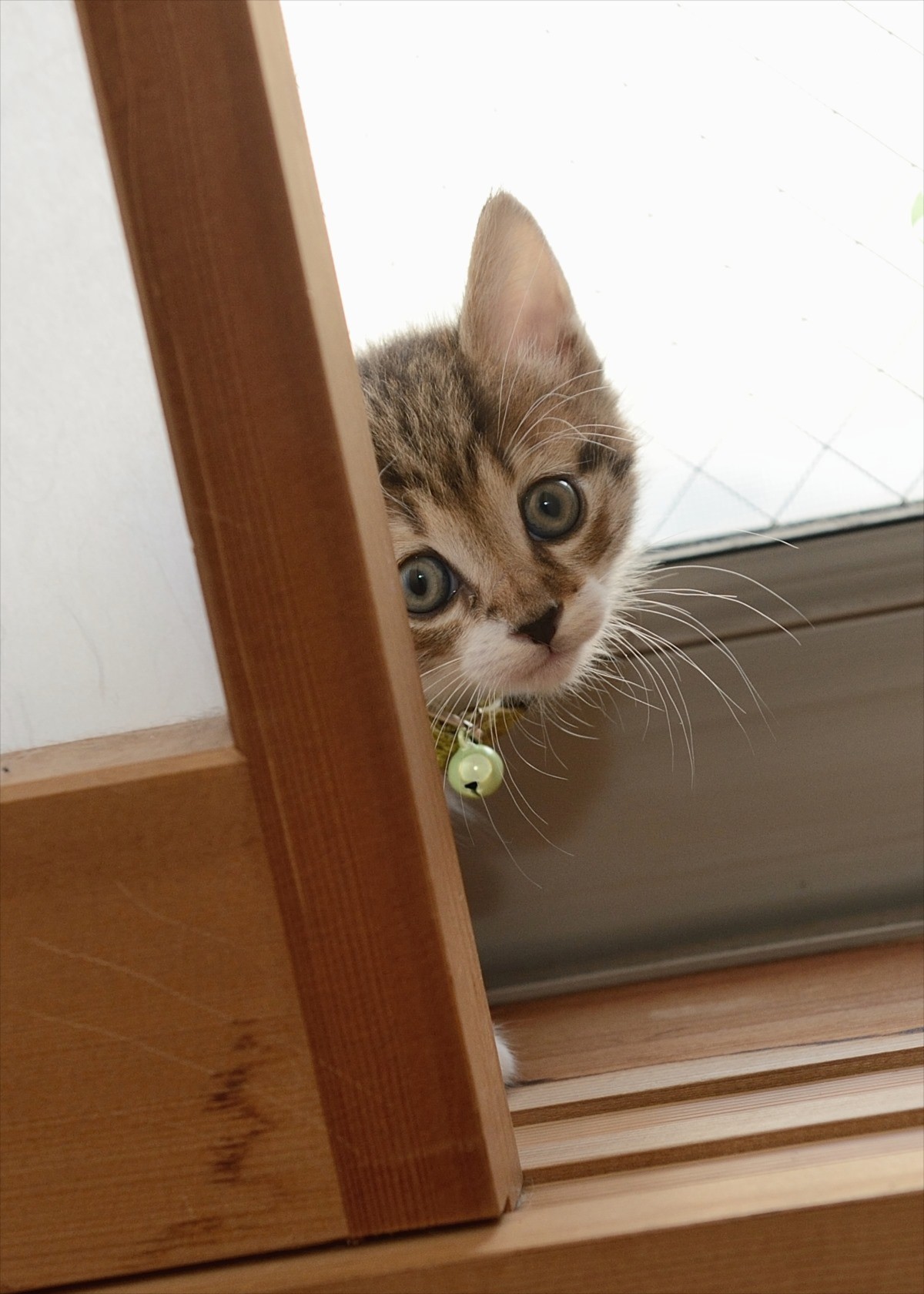 グーグー＆子猫たちにキュン！『グーグーだって猫である』激カワオフショット解禁