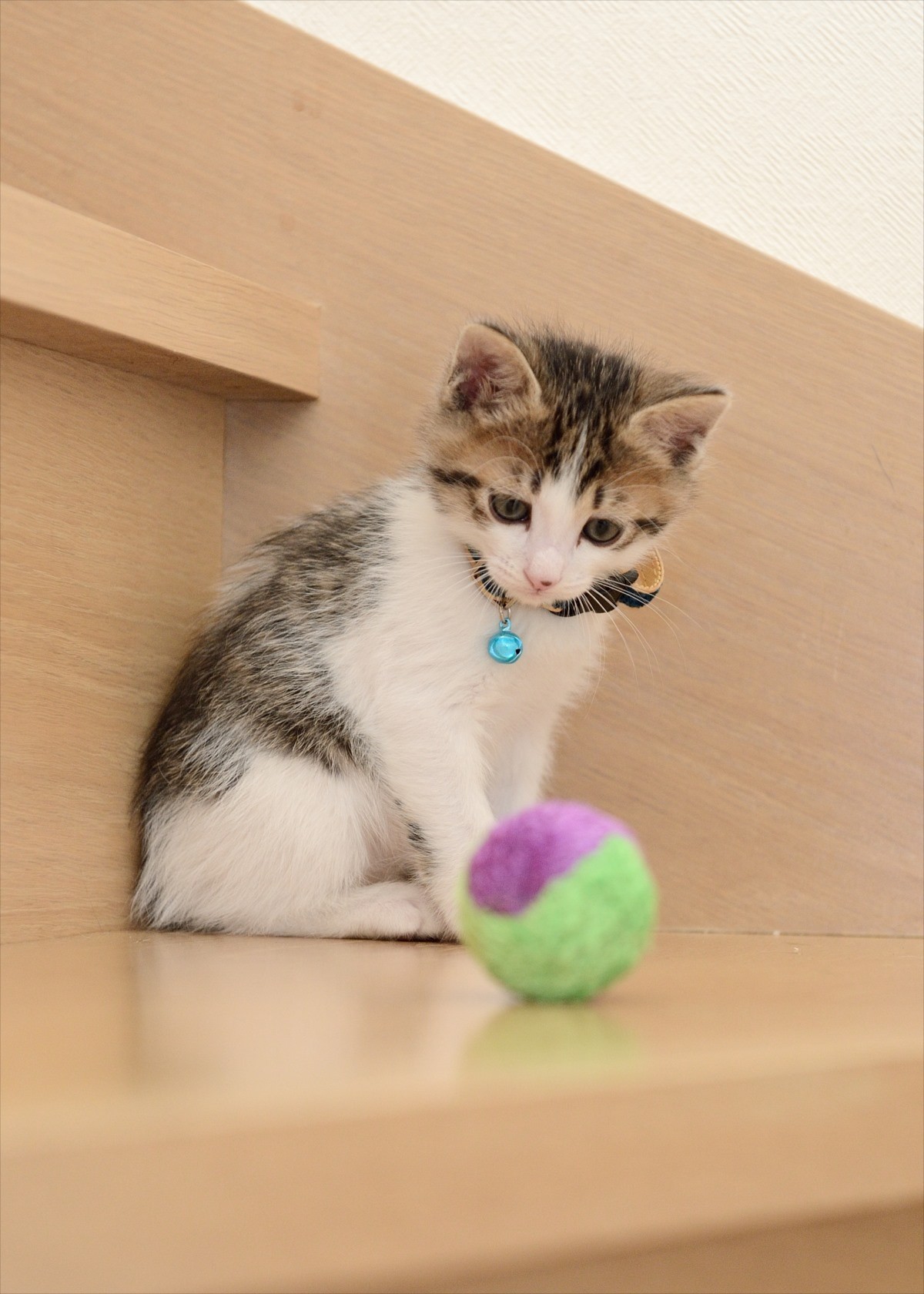 グーグー＆子猫たちにキュン！『グーグーだって猫である』激カワオフショット解禁