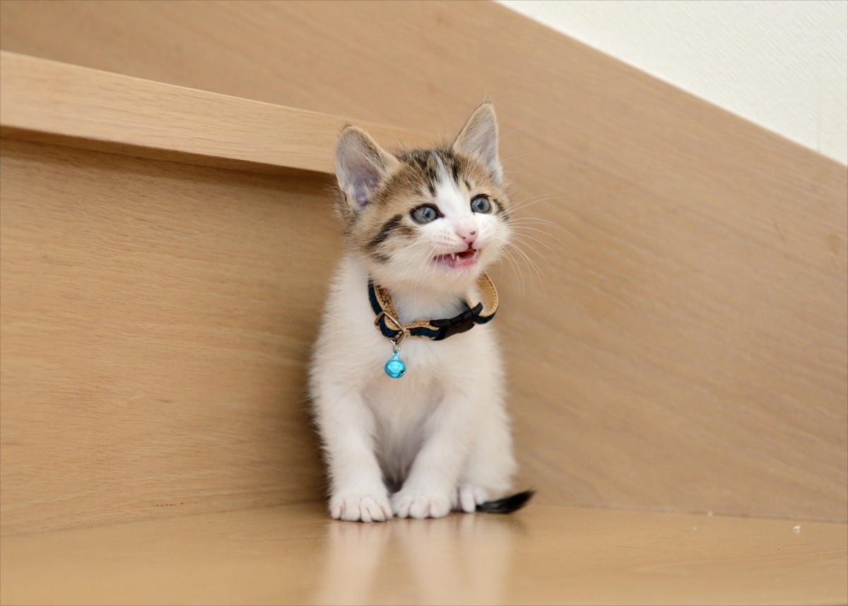グーグー＆子猫たちにキュン！『グーグーだって猫である』激カワオフショット解禁