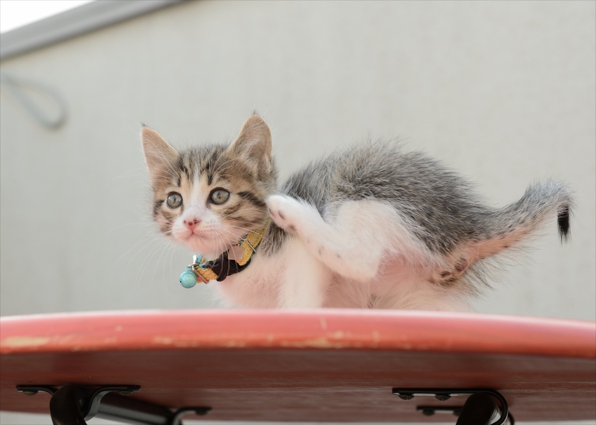 グーグー＆子猫たちにキュン！『グーグーだって猫である』激カワオフショット解禁