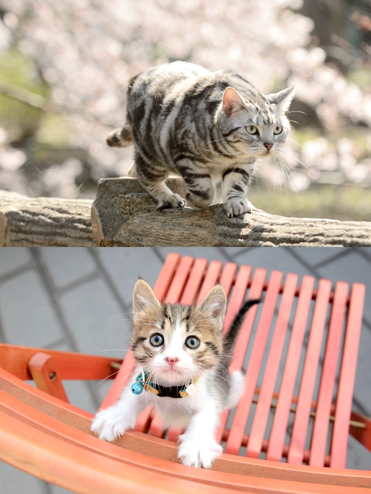 グーグー、子猫たちにキュン! 『グーグーだって猫である2』オフショット解禁!