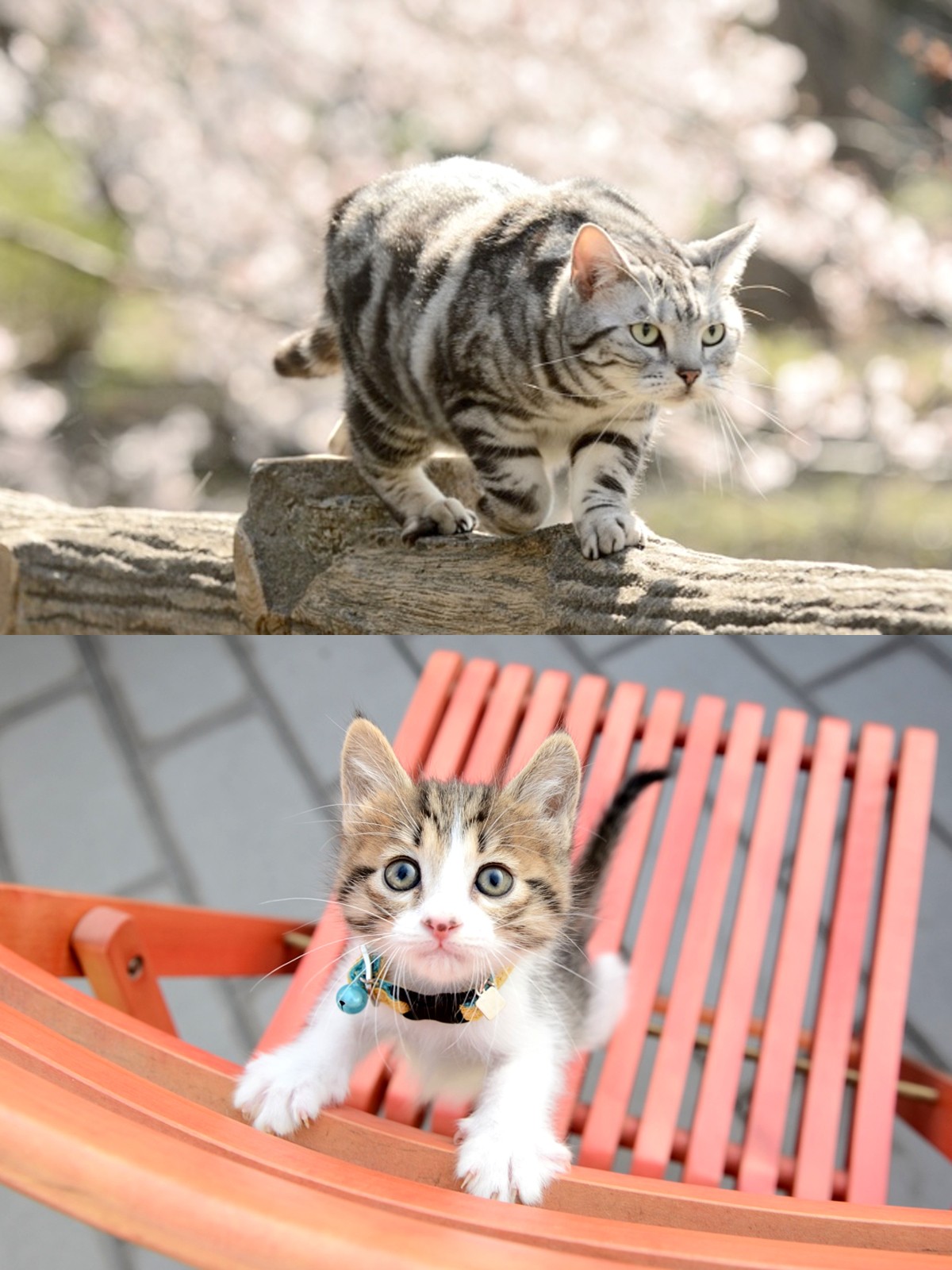 グーグー、子猫たちにキュン！ 『グーグーだって猫である2』オフショット解禁！