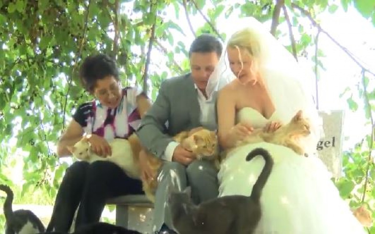 カナダ人カップル、1100匹の猫の前で結婚!