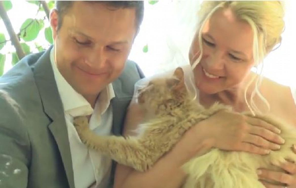 1100匹の猫の前で結婚！カナダ人カップルの珍ウェディング