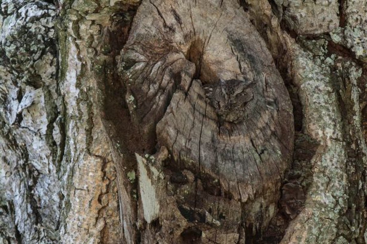 木の中に潜むフクロウ、あなたは見つけられる？