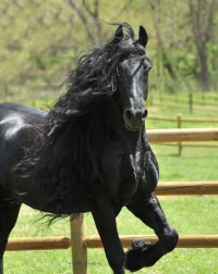 世界一ハンサムな馬と評されるフレデリック