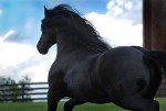 世界一ハンサムな馬と評されるフレデリック