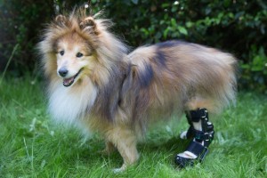 足が不自由なワンちゃん、筋電義足によって歩行可能に