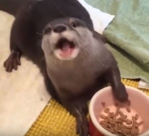 かわいさに悶絶！ ごはんを食べるカワウソに胸キュン