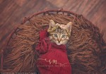 アメリカの写真家が撮影した子猫の記念写真