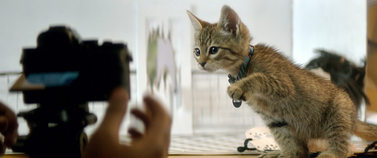 ねこ
