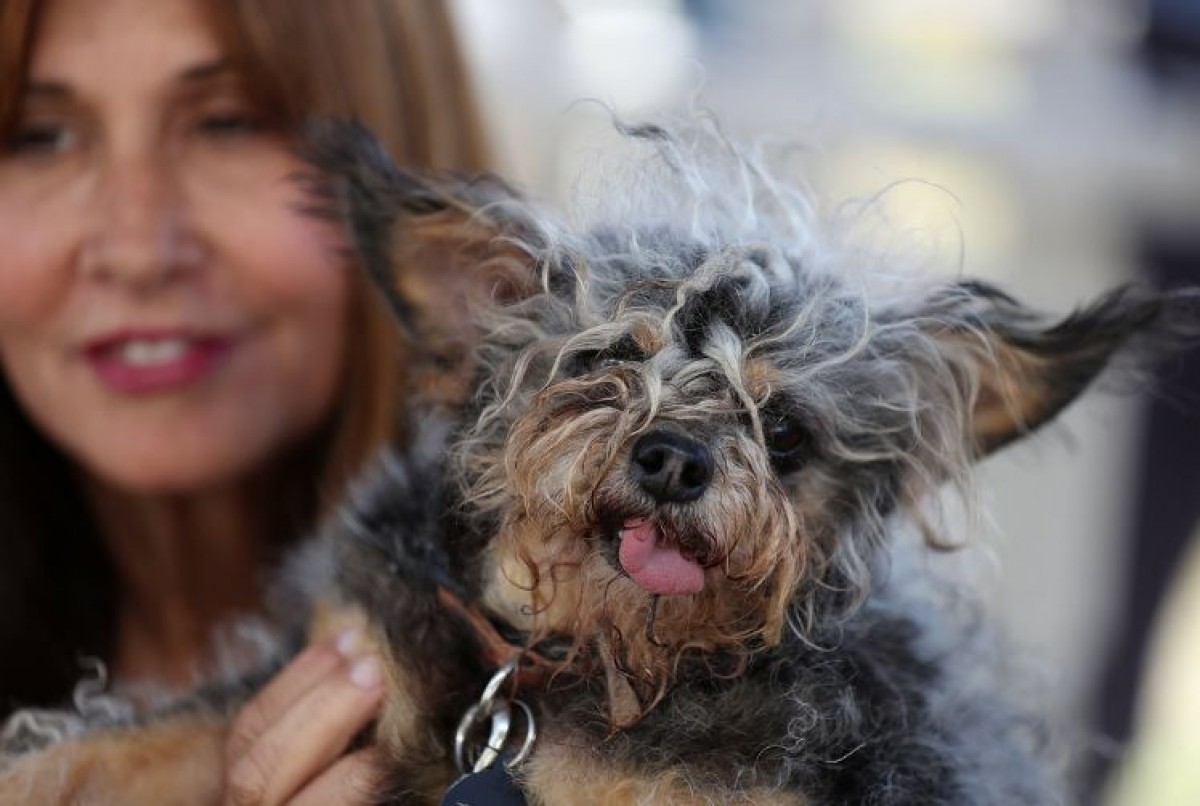 世界一醜い犬コンテスト開催　優勝ワンコが衝撃的ビジュアル！