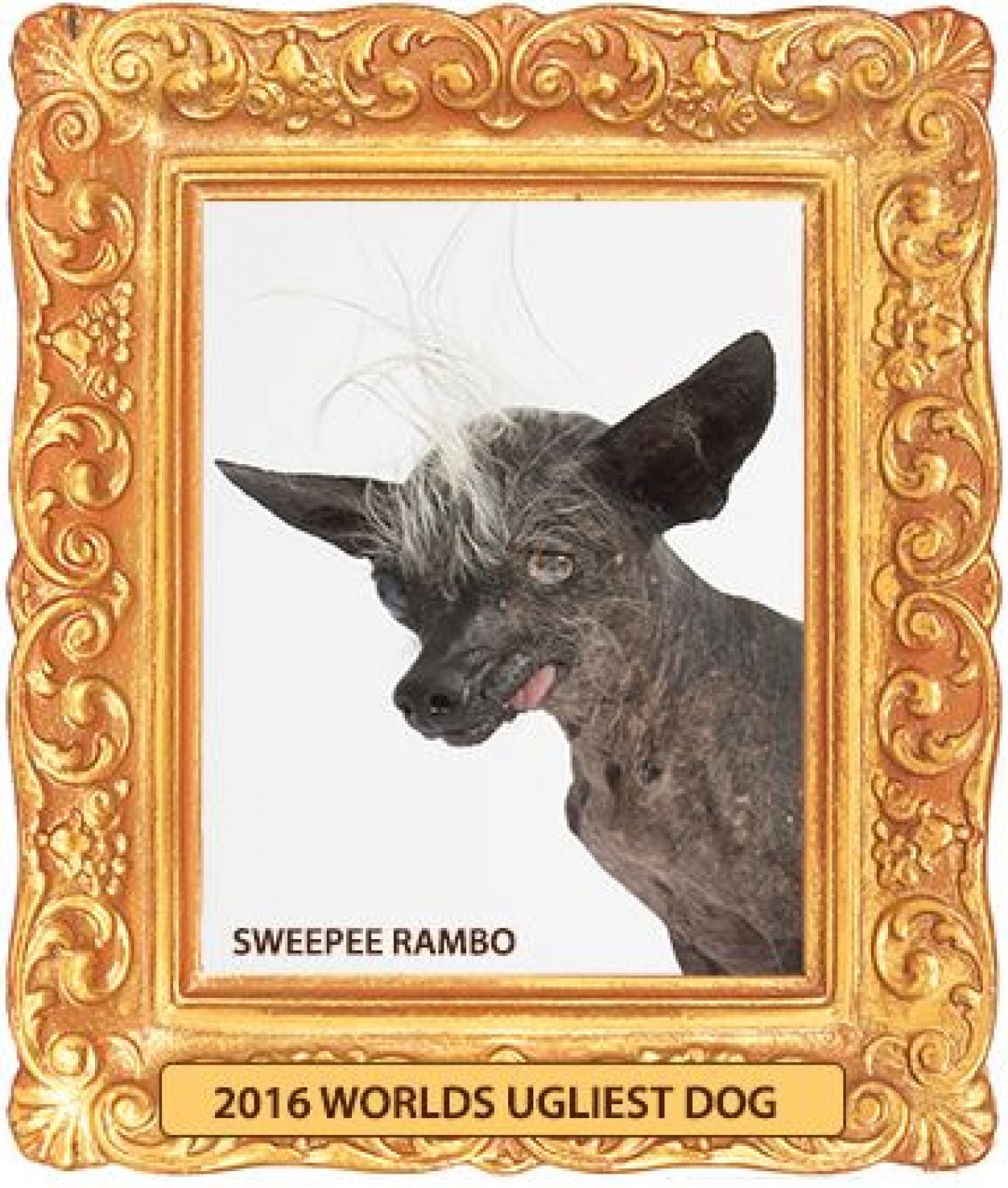 世界一醜い犬コンテスト開催 優勝ワンコが衝撃的ビジュアル！ 写真（recommend） 気になる ニュース ｜クランクイン！ 
