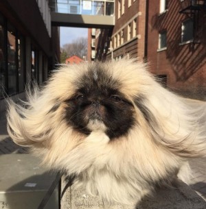 モッフモッフのペギニーズ犬が大人気！ その名も“ワンタン・スープ”