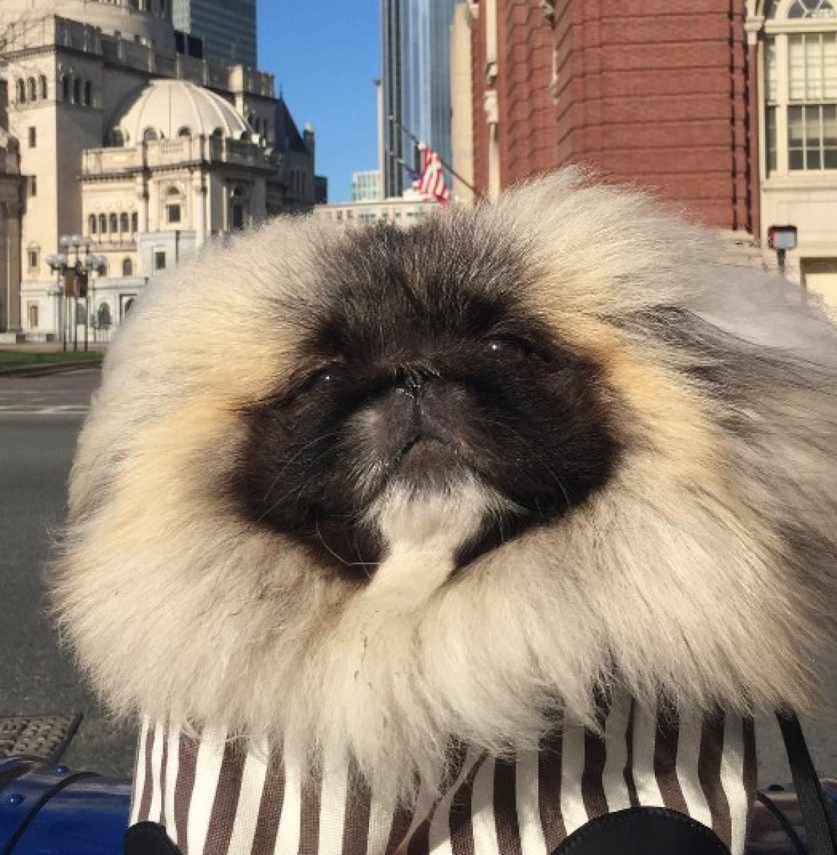 モッフモッフのペギニーズ犬が大人気！ その名も“ワンタン・スープ”