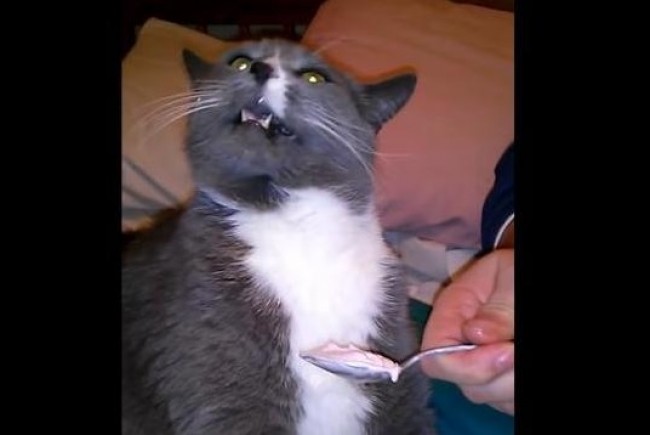 「アイスクリーム頭痛」に襲われて苦悶の表情を浮かべる猫のラスカルちゃん