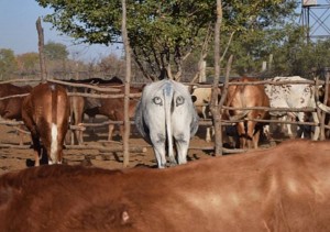 ライオンには食べさせない！牛のお尻に目を描いて狩り予防