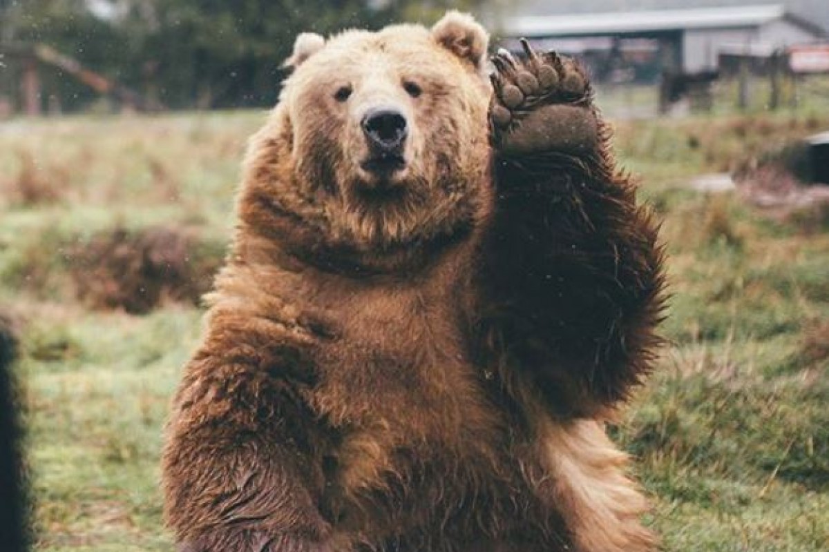 野生のクマ、手を振った写真家に手を振り返す