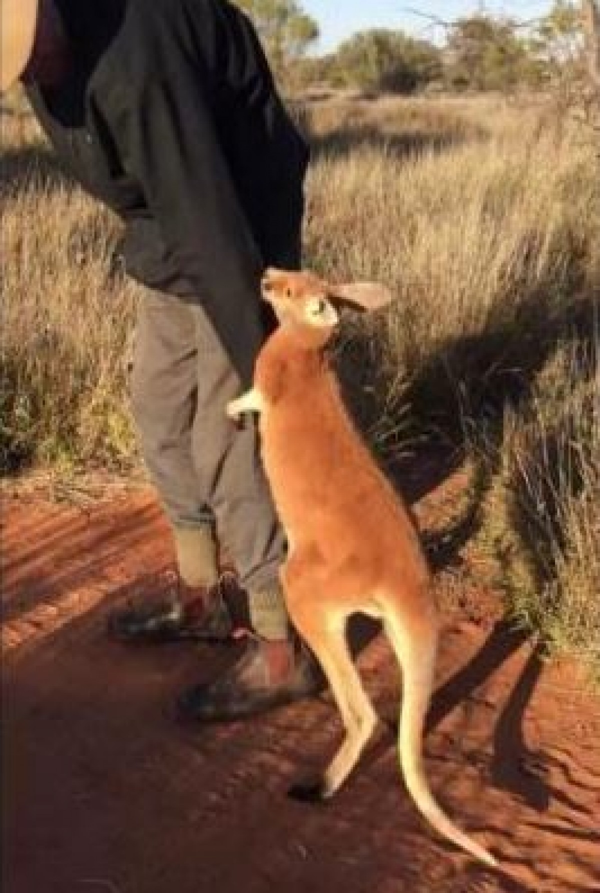 「行かないで…」恩人に抱きついて離れないカンガルーが可愛すぎる