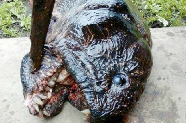 怪物のような顔をした魚がロシアで発見！