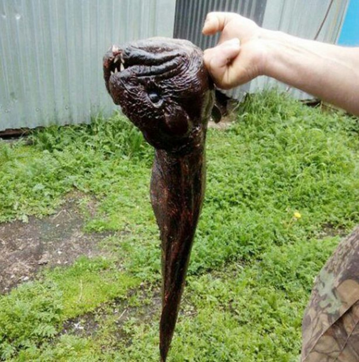 まるでホラー！顔面凶器な魚が水揚げされる