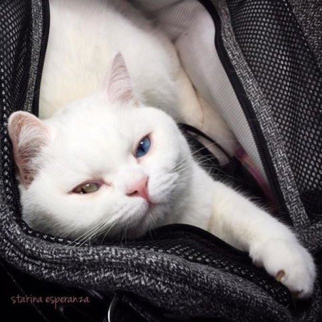 両目の色が違うにゃんこ ファッション界でモテモテ 16年7月25日 写真 気になる ニュース クランクイン