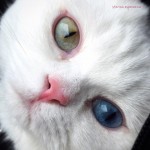両目の色が違う猫が話題に！　