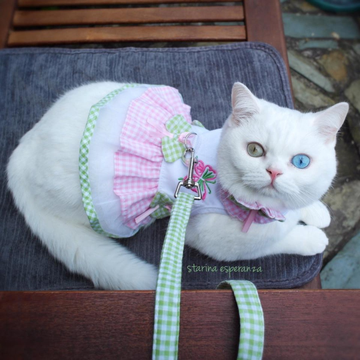 両目の色が違う猫が話題に!