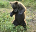 子熊が突如ヘンテコダンスを披露！